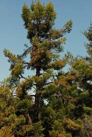 Image result for Araucaria cunninghamii