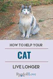 10 Ways To Add Precious Years To Your Cat S Life Span Cats Cat Life Cat Care