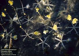 Image result for Utricularia scandens