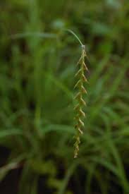Image result for Tetrapogon tenellus