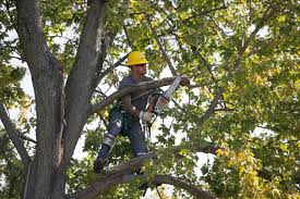 Maybe you would like to learn more about one of these? Tree Trimming Dte Energy