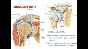 Movement in this part of the body is more complex than in other large joints. 2 A Shoulder Joint Youtube