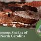 The Venomous Snakes of Western North Carolina