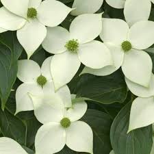 Leaves are 3 to 6 inches long. Cornus Kousa China Girl Yellow Flowering Chinese Dogwood Trees