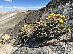 Image result for Eriosema erici-rosenii