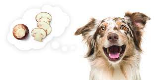 Can Dogs Eat Mushrooms Safety Tips For Your Pet Dr Axe