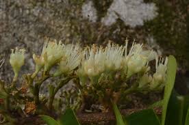 Image result for Maranthes