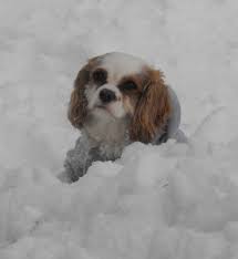 Maybe you would like to learn more about one of these? The Pet Spa 745 New Britain Ave Newington Ct 06111 Yp Com