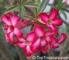 Image result for Adenium multiflorum
