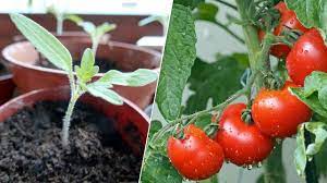 Just follow the steps mentioned above to plant tomatoes in place of your choice and get the best quality. Growing Tomatoes In Pots How To Plant Them On Your Balcony Utopia