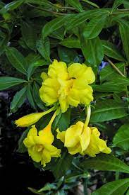 Double Golden Allamanda Allamanda Cathartica Stansill S Double Brilliant Double Yellow Blossoms Appear Freely On Th Unusual Flowers Plants Blooming Plants