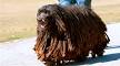 Bergamasco Sheepdog Club of America
