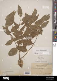 Image result for Opilia amentacea