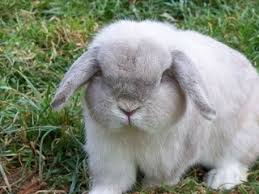 Holland Lop Rabbit Color Chart 2019