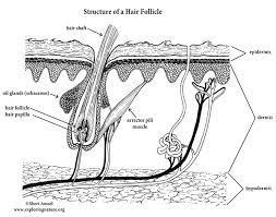 Hair Follicle