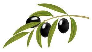 15 885 Olive Branch Stock Vector Illustration And Royalty Free Olive Olive Branch Art Flower Graphic Design Olive Branch