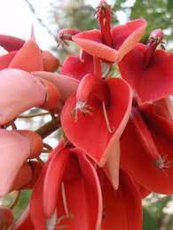 Tropical rainforests in nigeria are famous for their epiphyte plants, which are plants that mainly grow on other plants. 15 Nigerian Flowers Ideas Flowers Planting Flowers Beautiful Flowers