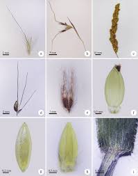 Image result for Hyparrhenia bracteata