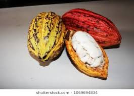 Pin On Fruits Of Madagascar