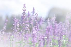 Soft Focus A Violet Lavender Field Pastel Colors And Blur Background Beautiful Colors Purple Lavender Flowers Green Leaf Background Lavender Flowers Leaf Background