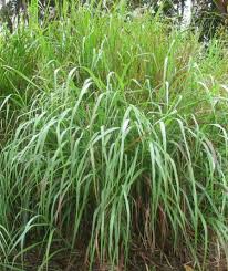 Image result for Panicum nervatum