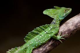 Their diet consists primarily of plants, insects, fruit, and small vertebrates. How Does The Basilisk Lizard Run On Water Wonderopolis