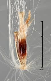 Image result for Saccharum spontaneum