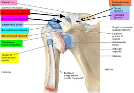 Joint via its conjoint tendon, the achilles tendon. Separated Shoulder Causes Symptoms Exercises Treatment