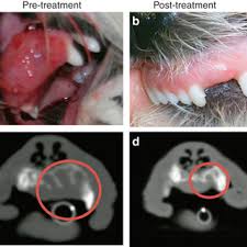 How much does a punch biopsy cost for a dog? Histological Analysis Of Dog Tumor Biopsies A Section From The First Download Scientific Diagram