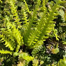 Image result for Blechnum punctulatum