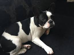 Enter your email address to receive alerts when we have new listings available for pied brindle french bulldogs. French Bulldog Info Size Temperament Lifespan Puppies Pictures