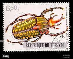 Image result for Platycoryne crocea