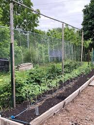 See full list on homedepot.com How To String Train Tomatoes New Way To Stake Tomatoes