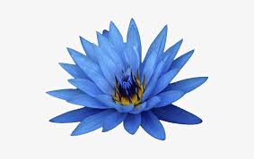 Light blue flowers transparent background. Blue Lotus Tr Blue Flowers White Background Transparent Png 562x436 Free Download On Nicepng