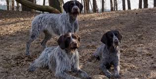 Image result for český fousek stavba těla