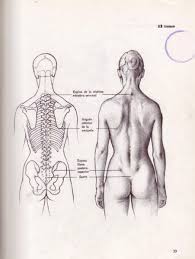 Maybe you would like to learn more about one of these? How To Draw Female Anatomy Human Anatomy Drawing Anatomy Drawing Anatomy Sculpture