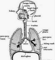 7 Organ Pernapasan Pada Manusia Beserta Fungsinya Berpendidikan Com