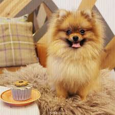 Pomeranian Boo Cinsi Kopek Bakimi Ve Ozellikleri