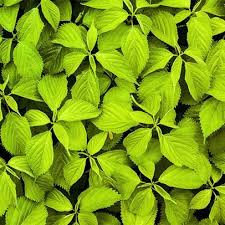 Well you're in luck, because here they come. Plants That Can Cause A Rash Everyday Health