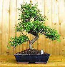 Buy Bonsai Plants Online Bonsai Tree For Sale In India