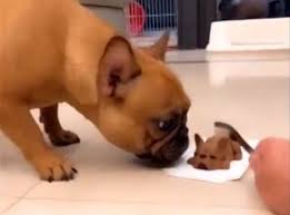 245 likes · 1 talking about this. Schock Statt Leckerchen Mann Kopft Hundekuchen Bulldogge Flippt Aus