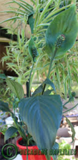 Peace lily are the most popular indoor plants that now come with green flowers. Peace Lily Plants Growing Caring Peace Lily Not Blooming