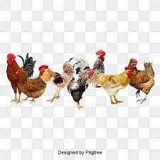chickens chicken farm chicken village go png transparent clipart image and psd file for free download in 2021 barbecue chicken wings cartoon chicken ginseng chicken soup