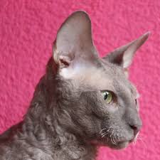 Ch Rex Flower S Cupido Lilac Cornish Rex Cornish Rex Cat Colors Cat Breeds