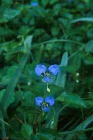 Image result for Commelina diffusa