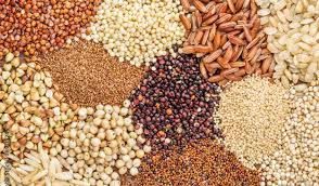 Millet Grain in Hindi: A Nutrient-Rich Superfood for a Healthier Life