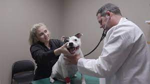 Our clients can expect to receive the same excellent care as before, plus even better benefits! Veterinarians In San Antonio Affordable Pet Care Basse