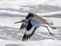 Water Birds Of North Georgia Willet Tybee Island Ga North Beach North Beach Tybee Island Curlew