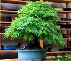 Green Mapple Bonsai Tree Seeds 10 Pcs Buy Online At Best Prices In Bangladesh Daraz Com Bd