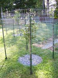 One tree had a fairly thick branch. Deer Proof Fence For Fruit Trees Gardenshrubsfence Gardenshrubshouse Garden Fencing Garden Fence Deer Garden